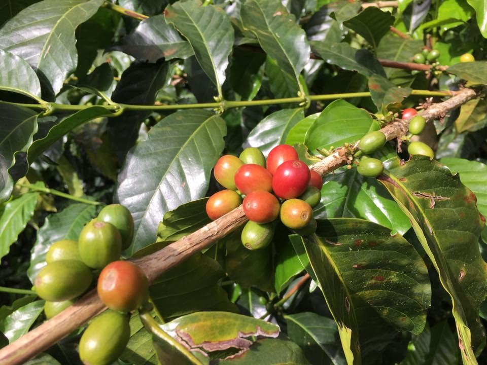 single-origin coffee